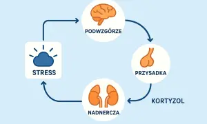 Cykl reakcji na stres: podwzgórze, przysadka, nadnercza produkują kortyzol. To może być pomocne w zrozumieniu, jak działa test na przewlekły stres.