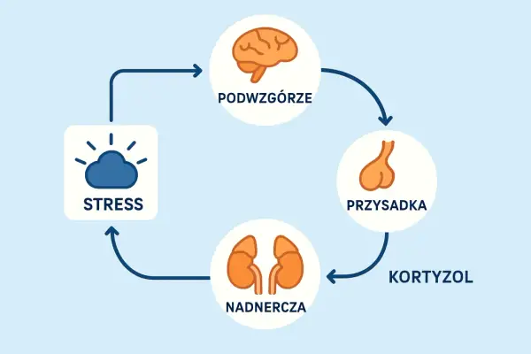 Cykl reakcji na stres: podwzgórze, przysadka, nadnercza produkują kortyzol. To może być pomocne w zrozumieniu, jak działa test na przewlekły stres.